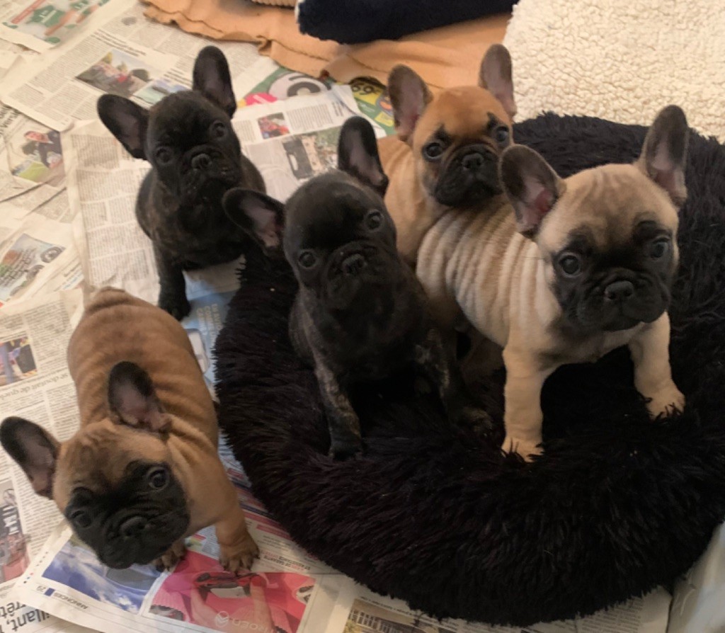 Chiot Bouledogue français Des Terres De Rovensy